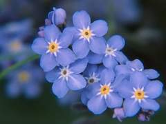 [면슈/수호민]물망초