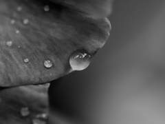 아성종주 -for. 마오님