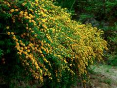 꽃 피는 봄이 오면