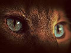 고양이를 주은 밤