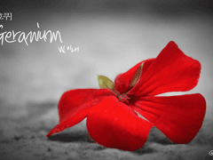 [스바호쿠] Geranium