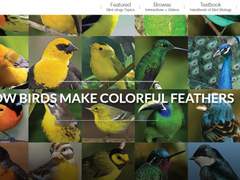 HOW BIRDS MAKE COLORFUL FEATHERS