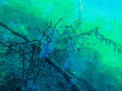 [창여궁] 이멘 마하의 마가목