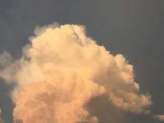 정원에 꽃이 피었다