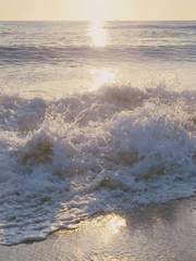 [현성]아가토끼성규