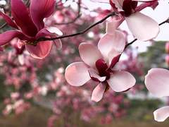 음양사]주천자목 꽃피는 봄날 ssul