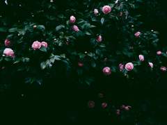 [뉴트세야]동백꽃과 당신