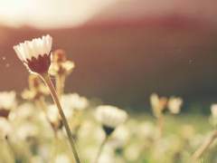 [미하베] 민들레수영(水泳)