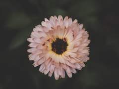 [미하베] 꽃이 녹는 소리