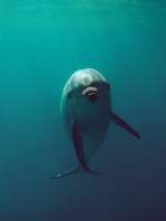 고양이 태태 썰