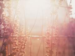 [하나타지] 햇살빛