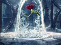 [토니피터] Beauty and the Beast