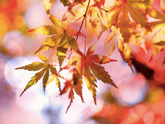 [나토마토] 붉게 물드는 계절에