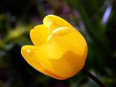 그에게서는 꽃향기가 났다