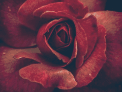 어느 여름, 당신께 올리는 축문