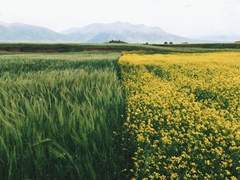 목가적인 이상과 현실적인 화려함에 대한 짧은 이야기 (3)