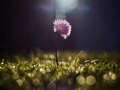 may be happy forever