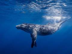 [린디/웬린] 고래