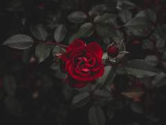 [로키로즈]1000일의 눈물