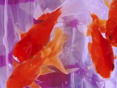 선악과가 먹고 싶은 시간, 하느님 몰래 산책하고 싶은 시간.