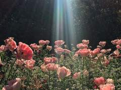 만나러 갈게, 데리러 갈게.