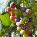 경기 안성 거봉밭