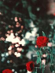 [백열]붉은 불빛 아래