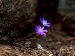 [백민] 알고 보면 사랑스러운 ep. 7