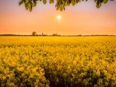 [마스카이] 황금(黃金)