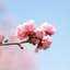 매화💐