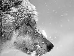 [뷔진] 달의 아이 6