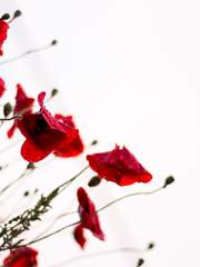 [LoGH]당신, 내 사랑(완)