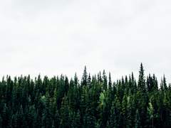 郁郁靑靑之白夜