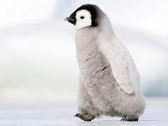 [노악소월] 또 주웠다