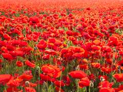 수화왕후(羞花王后)