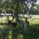 ✍트친소 중인 듀이