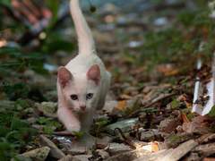 [콩른] Cocked Pistol - #01