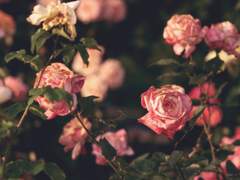 deja vu [데자부] - 기억의 굴레 2