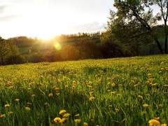 [현성] 황화지정몽(黃花之情夢) 上