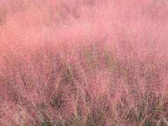 [년운] 핑크 뮬리; 告白