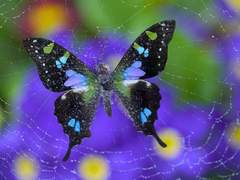 [피터엘라] 거미줄에 걸린 나비 #2