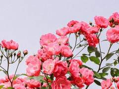 [우시시라카와] 갈피 01 짝사랑 딜레마