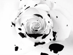 절망의 에스페라(Esfera) (1)