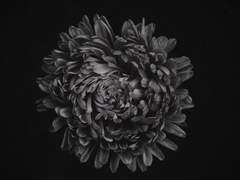 Serenity 제본 공지