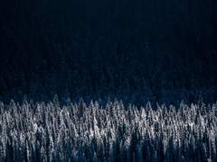 [리히에세] 그리움의 편린