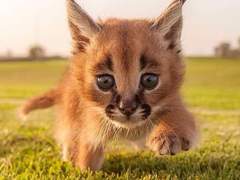 Dear, my little 썰정리 #1