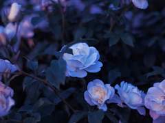 [청아라] Almost Love 1