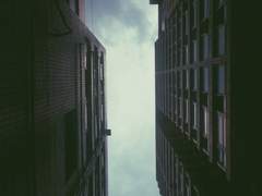 잿빛의 페리윙클