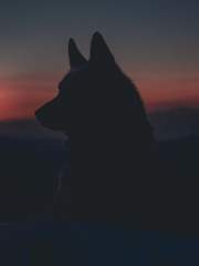 [우쿱] 개와 늑대 사이의 시간 1부 ; 새벽의 시간