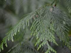 그대를 위해 살다